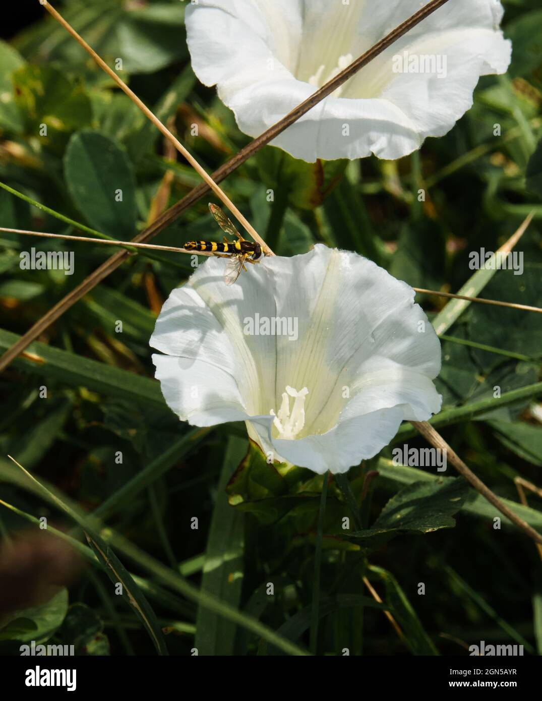 Black And White Bindweed High Resolution Stock Photography and Images ...