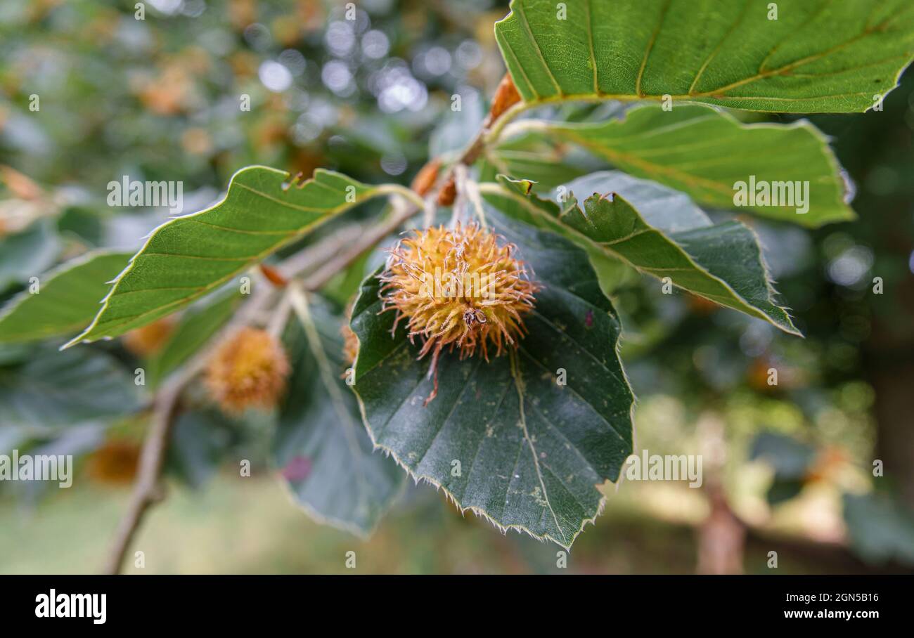 close up of beech nuts on a European Beech tree (Fagus sylvatica