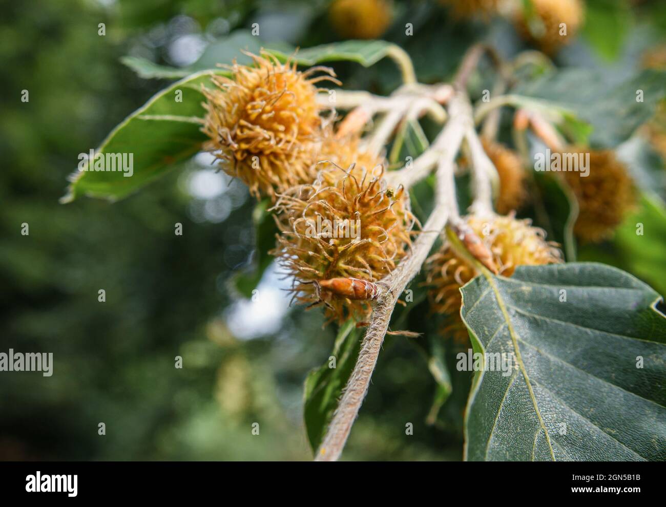 close up of beech nuts on a European Beech tree (Fagus sylvatica