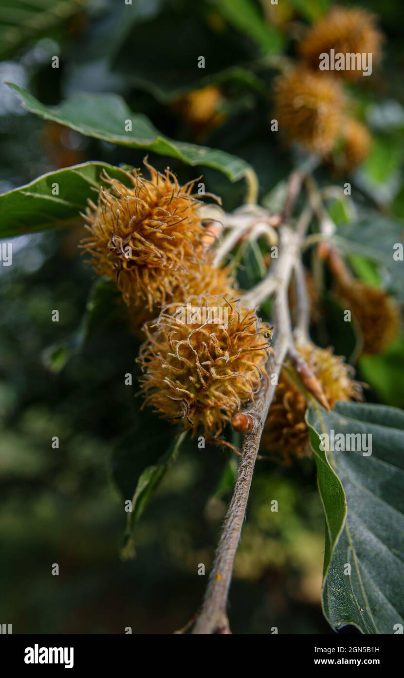 close up of beech nuts on a European Beech tree (Fagus sylvatica