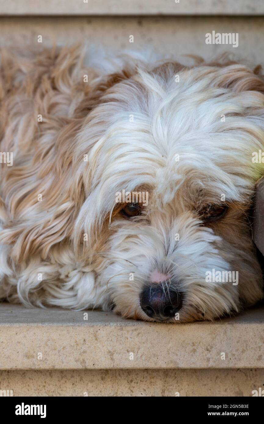 westie dog, west highland terrier, cute little dog, dog looking cheeky, dog looking cute, pet dog looking at camera, small cuddly dog being cute. Stock Photo
