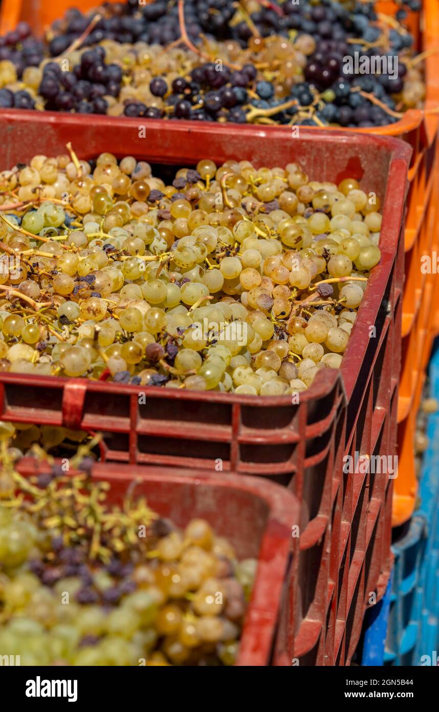 white and black freshly picked grapes in coloured plastic containers