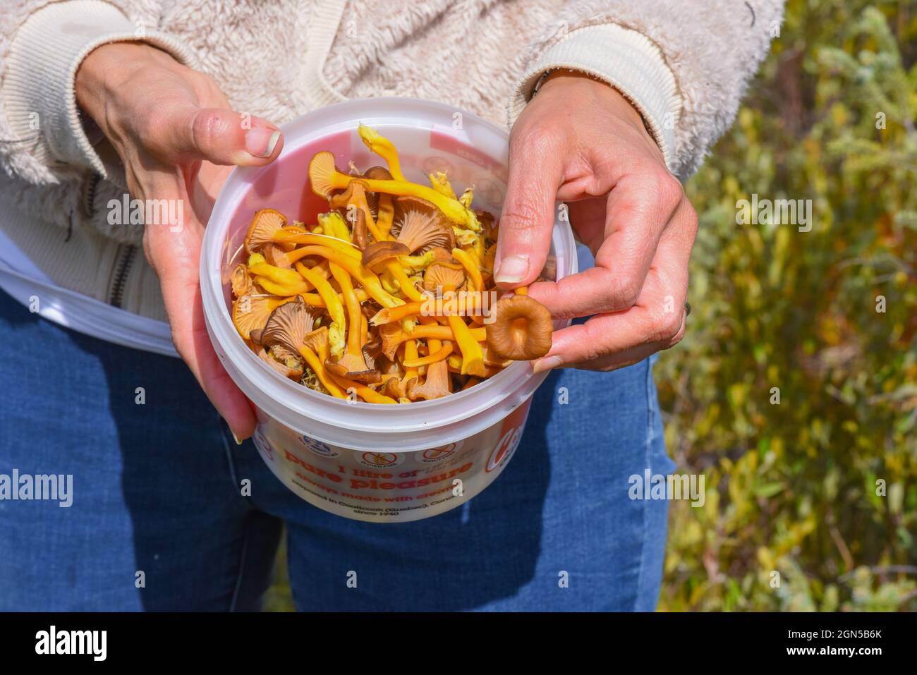 Trumpet chanterelles, comestible mushrooms Stock Photo Alamy