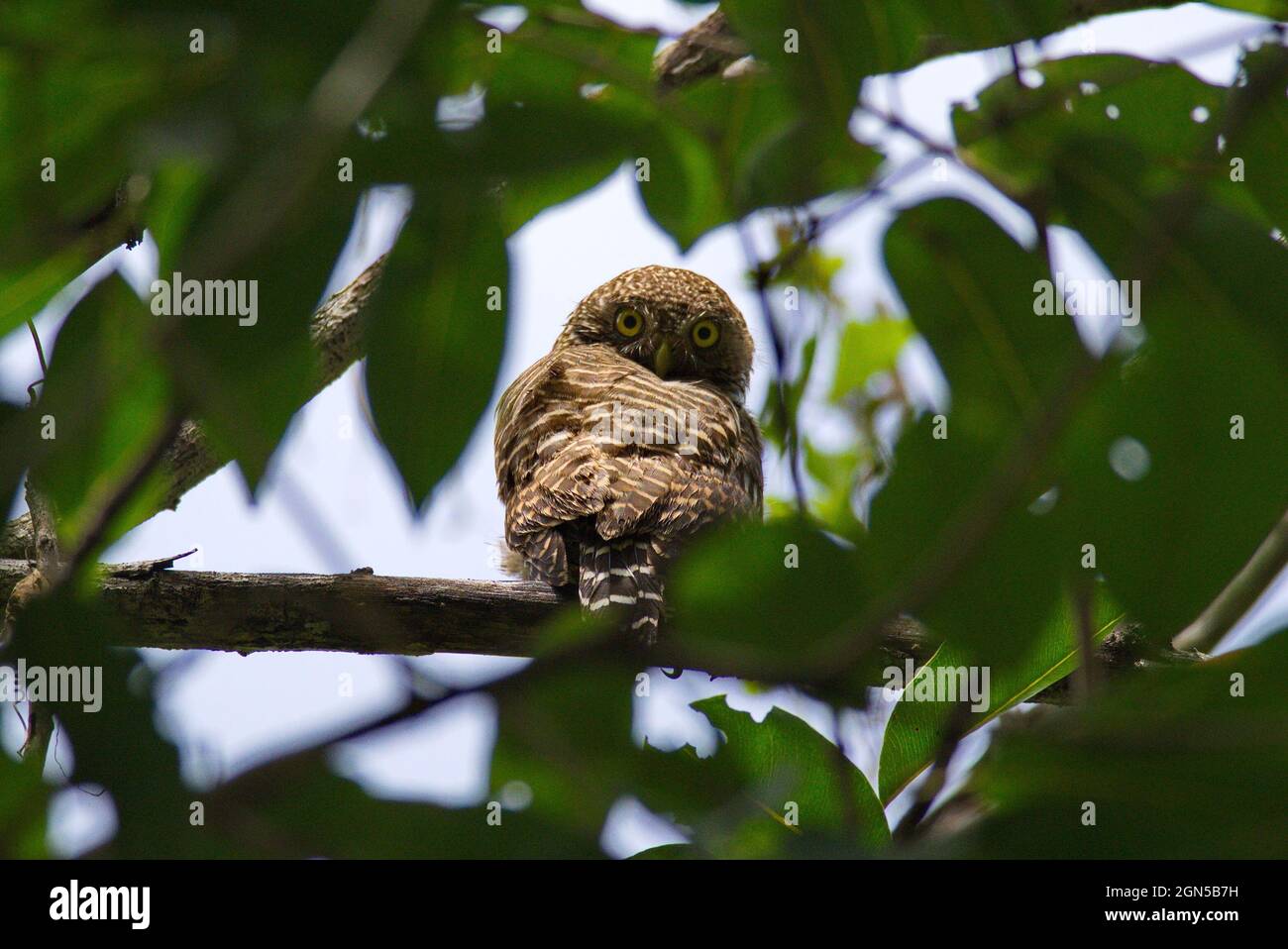 owls in the day time Stock Photo