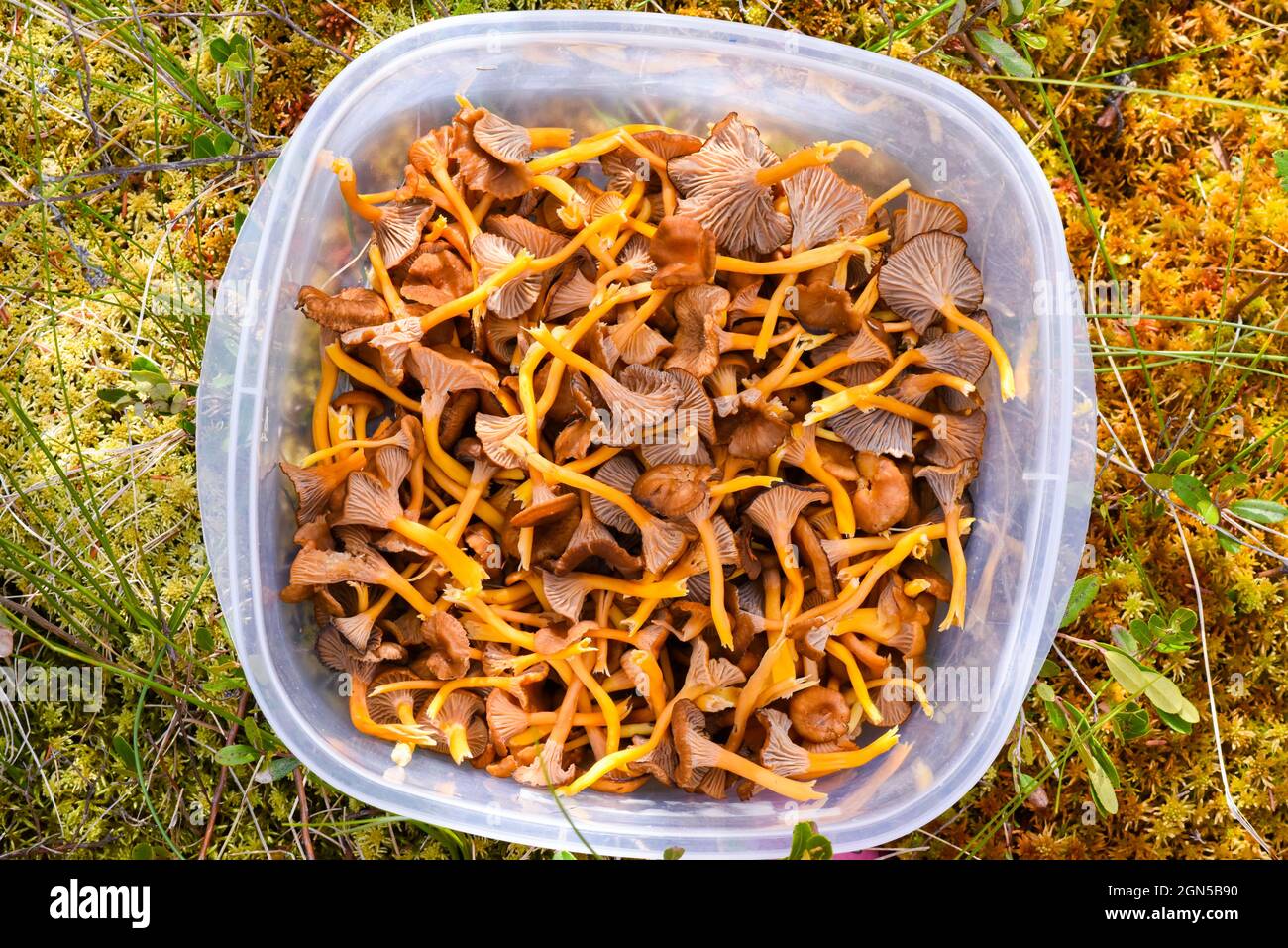 Trumpet chanterelles, comestible mushrooms Stock Photo