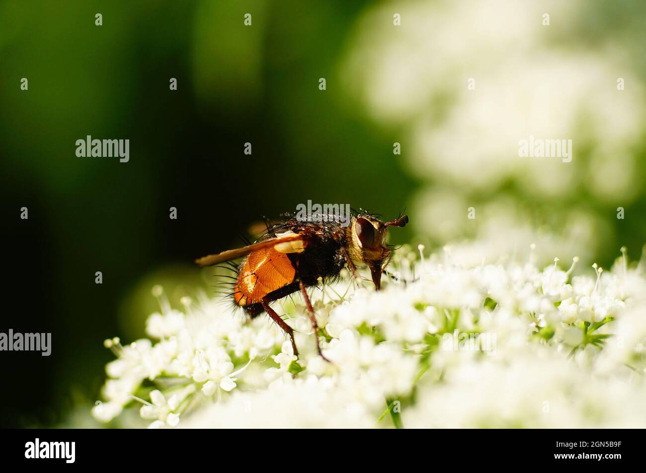 Tachina fera hi-res stock photography and images - Alamy