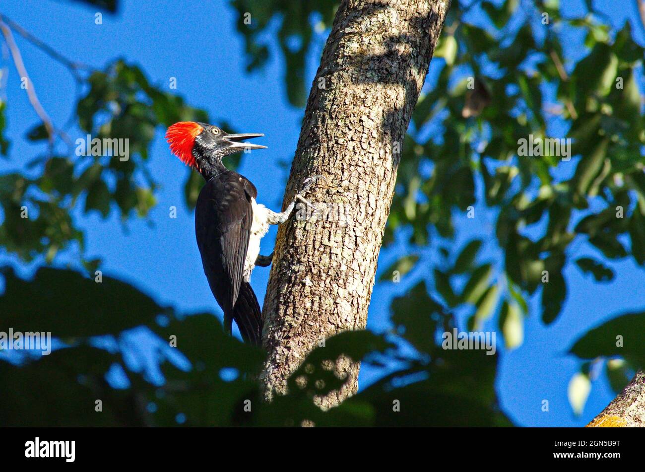 White-bellied woodpecker Stock Photo