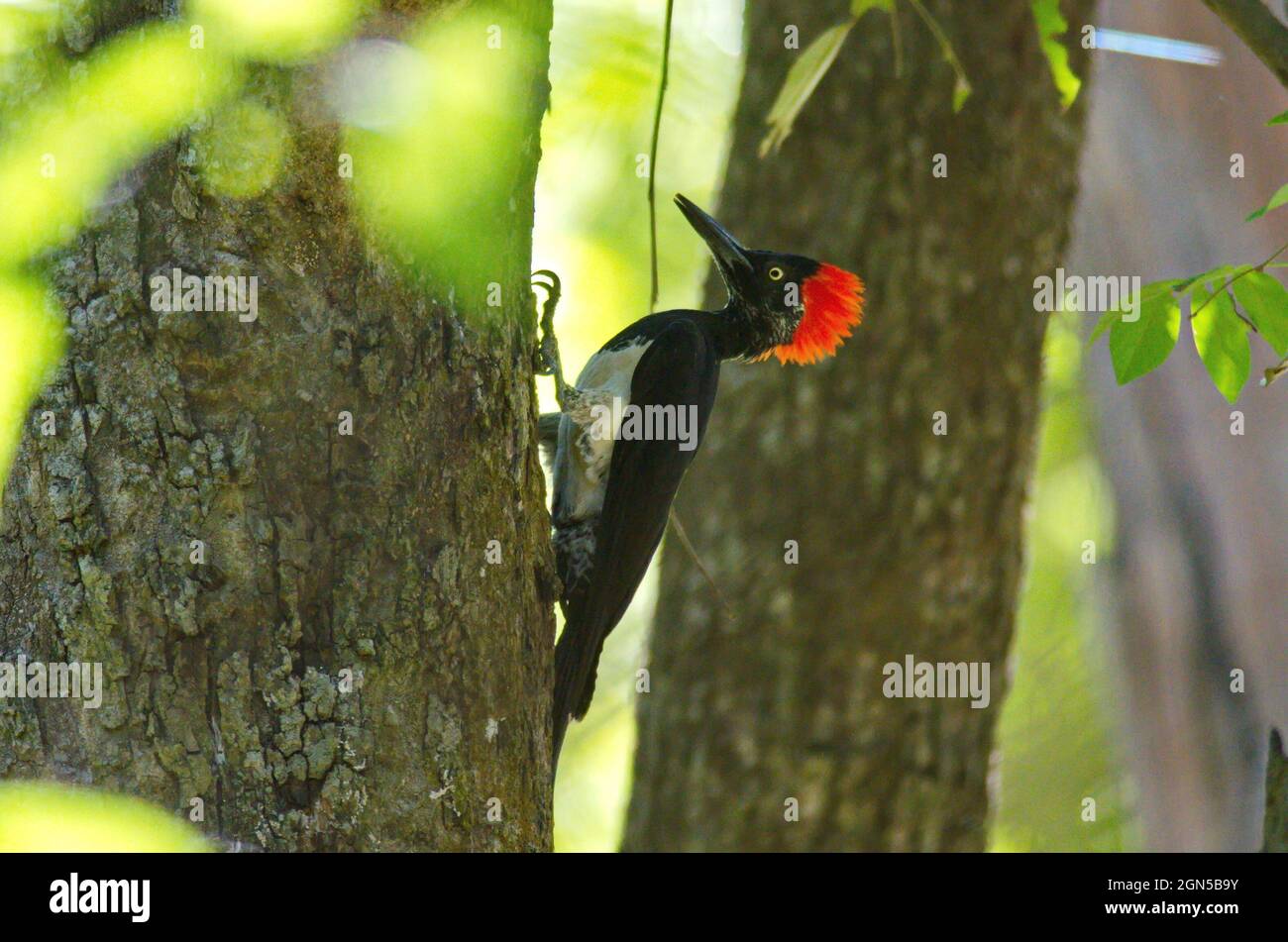 White-bellied woodpecker Stock Photo