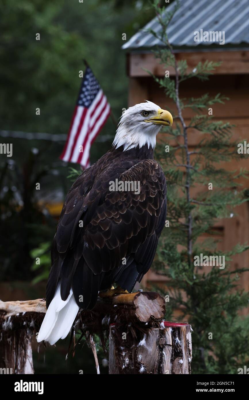 American Bald Eagle nicely perched outside of a cabin. Flag for extra Freedom. Stock Photo