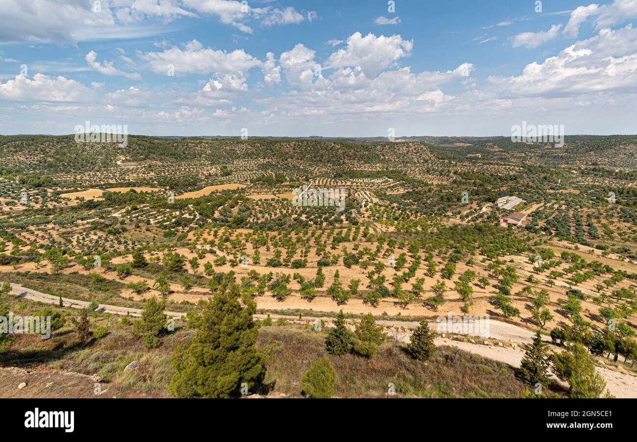 Countryside landscape with olive trees up to the horizon Stock Photo ...