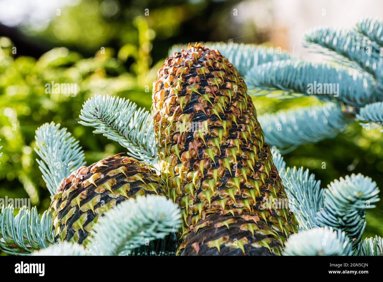 An Abies Procera Glauca Prostrata glowing in a Country Garden. Stock Photo
