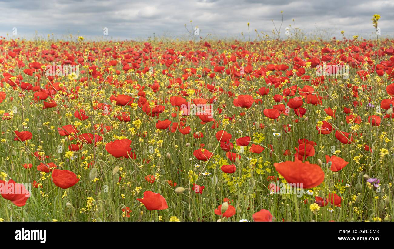 Field poppy bud meadow hi-res stock photography and images - Alamy