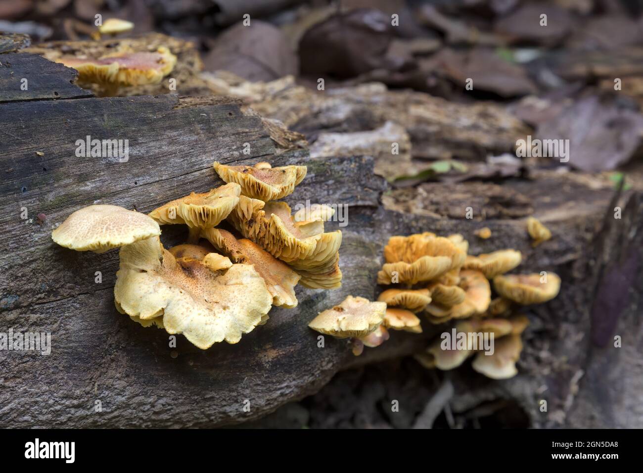 Fungi helping a log decay near Kuranda Stock Photo Alamy
