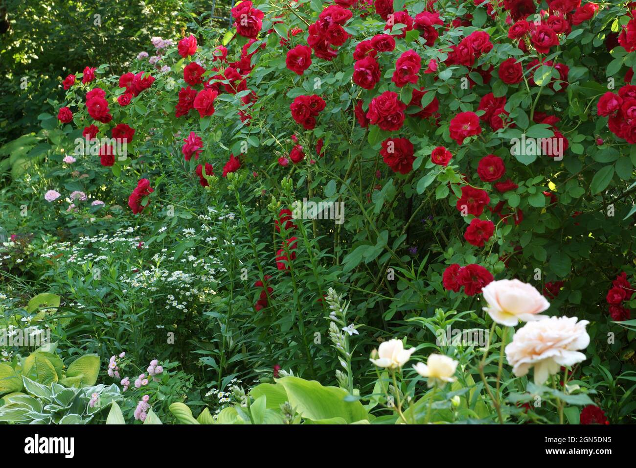Red rose Flammentanz in the garden. A red rose blooms in the garden.  Many flowers in the summer garden. Stock Photo