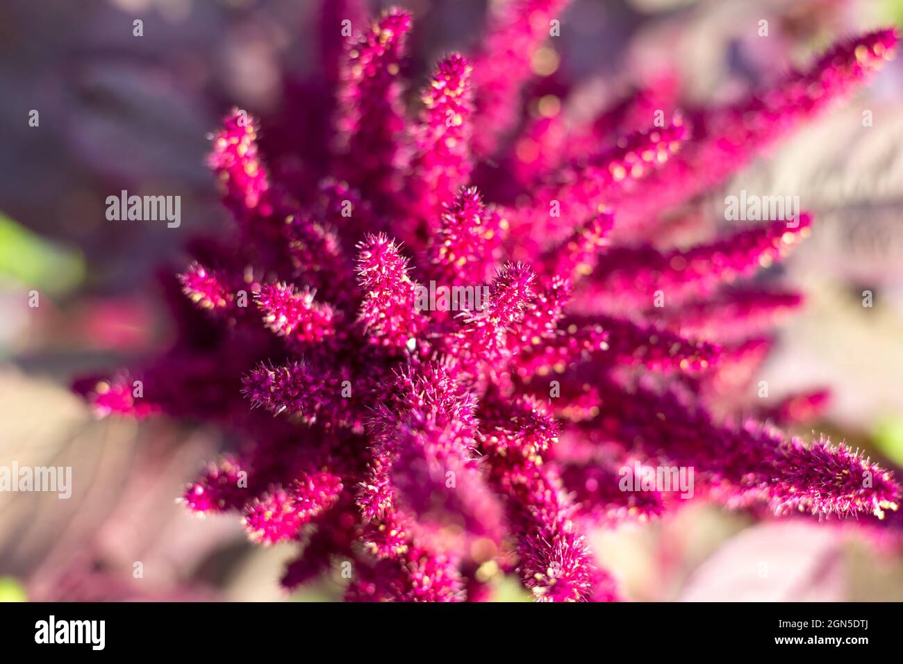 Vegetable amaranth flower with seeds, top view, blurred focus. Growing and caring for plants. Stock Photo