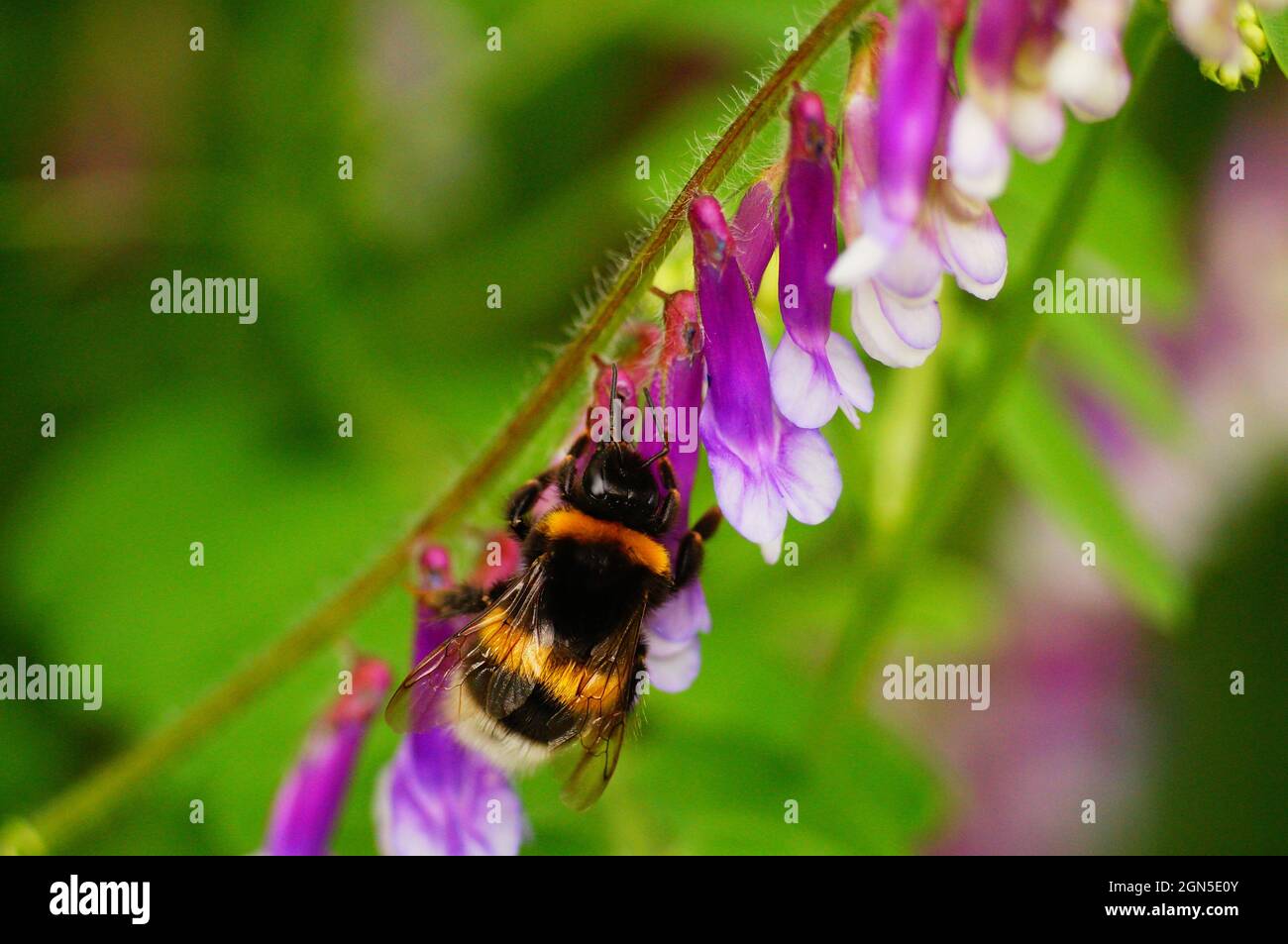 A large earth bumblebee steals nectar on a vetch. Stock Photo