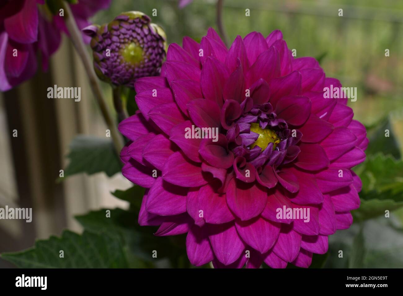 Alamy flower photo hi-res stock photography and images - Alamy