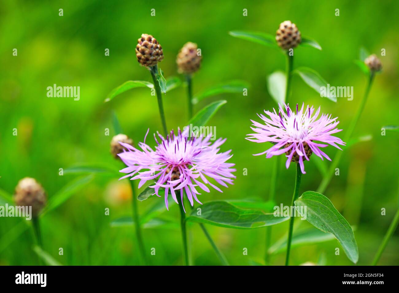 Wild plant with beautiful round purple flowers. Cornflower brown on blurred natural green background. Beautiful natural wallpaper screensaver Stock Photo