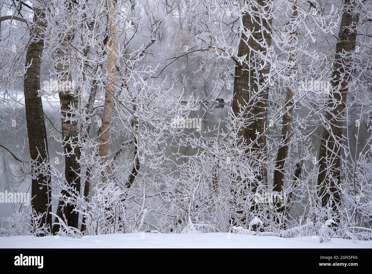 Closeup of tree branches in a forest covered in the snow in the ...