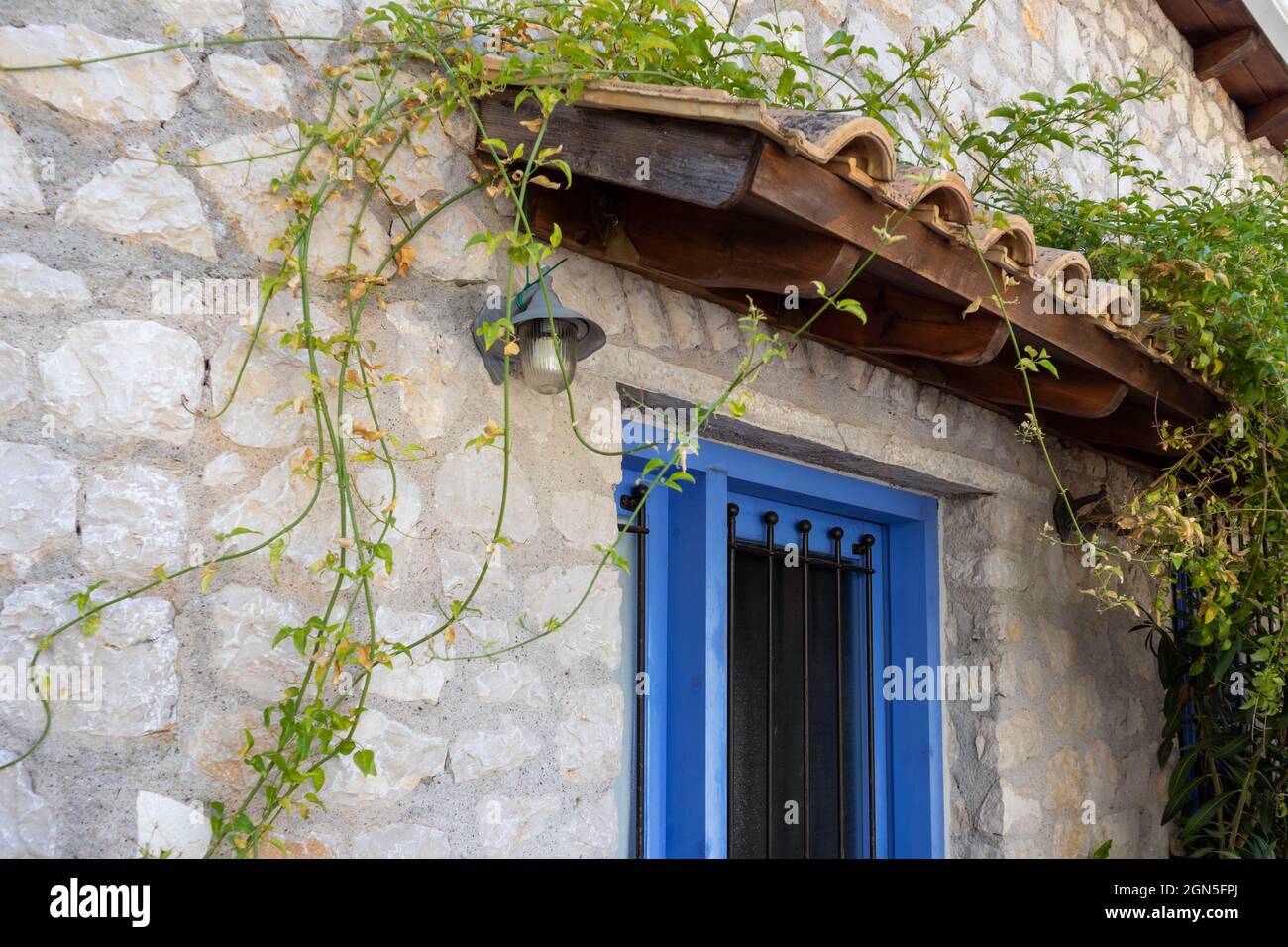 Green vine, climbing plant branches on Greek traditional house blue