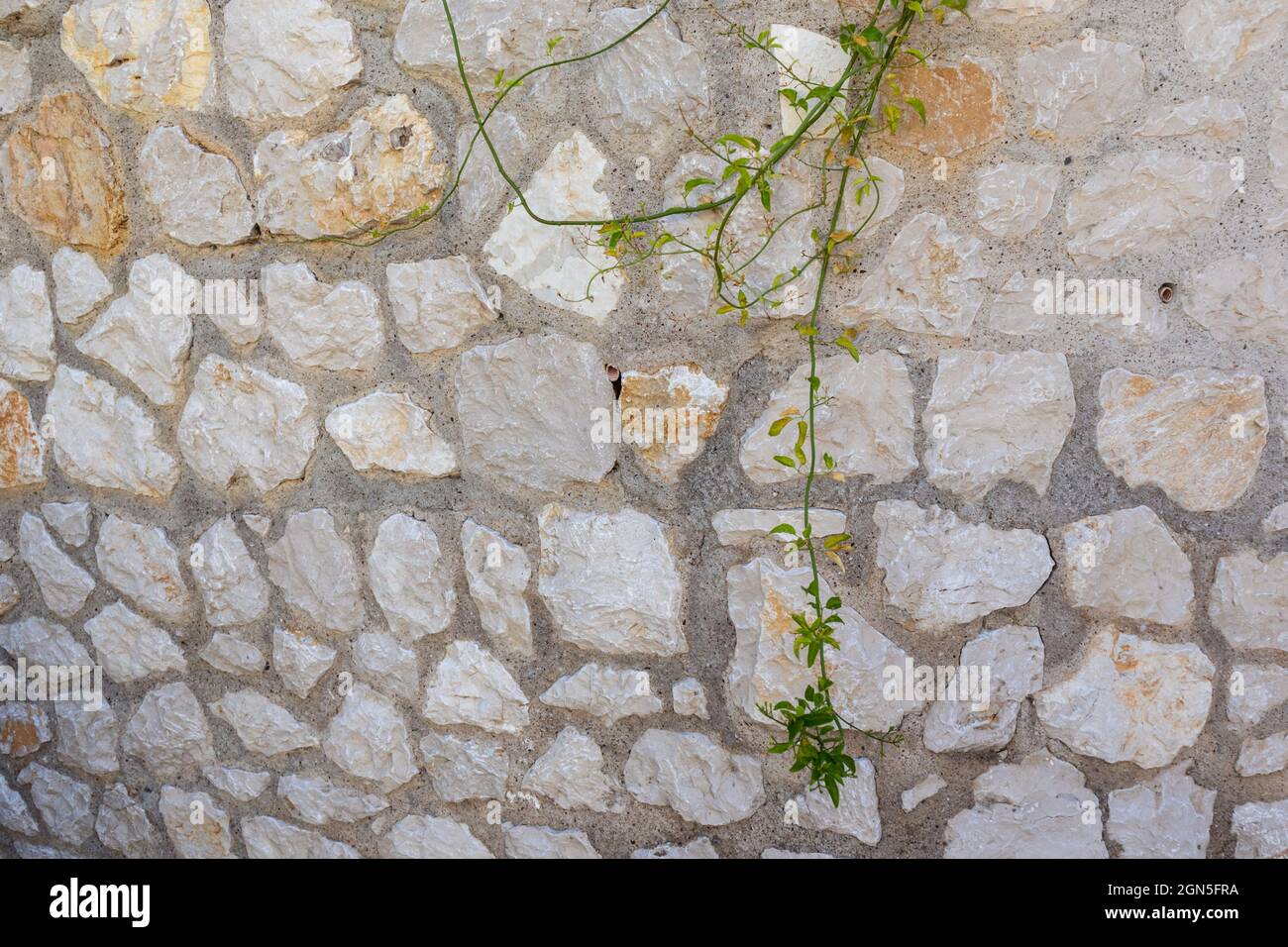 Green vine, climbing plant branches on Greek traditional house stone