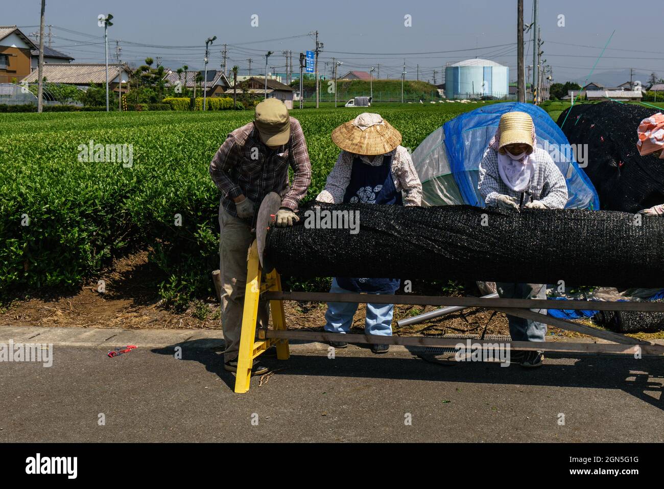 Farmers in the fields of Shizuoka, Japan harvesting tea Stock Photo Alamy