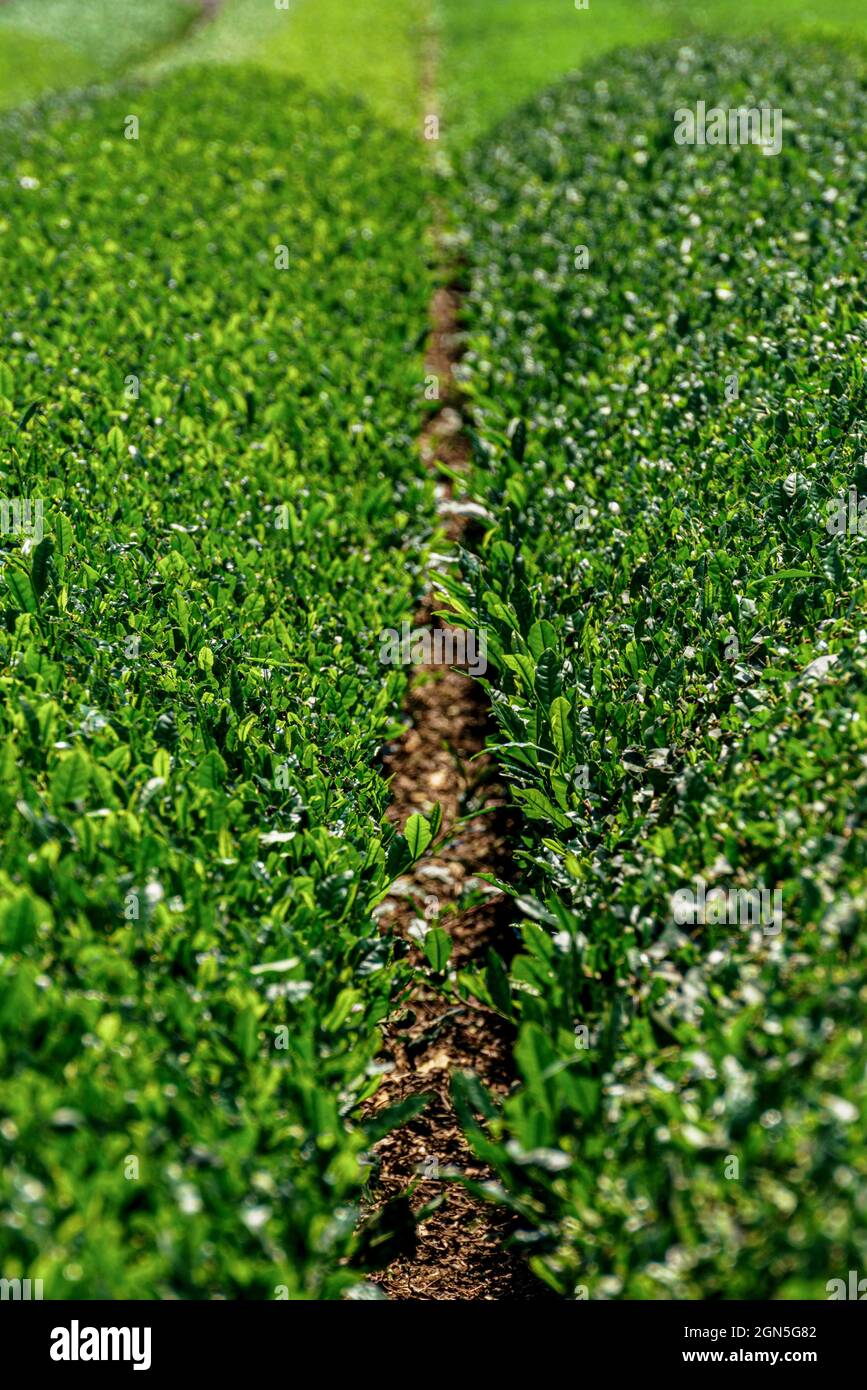 Neatly trimmed tea bushes at a plantation near Uji, Japan. The area is famous for growing gyokuro and other high-quality teas. Stock Photo