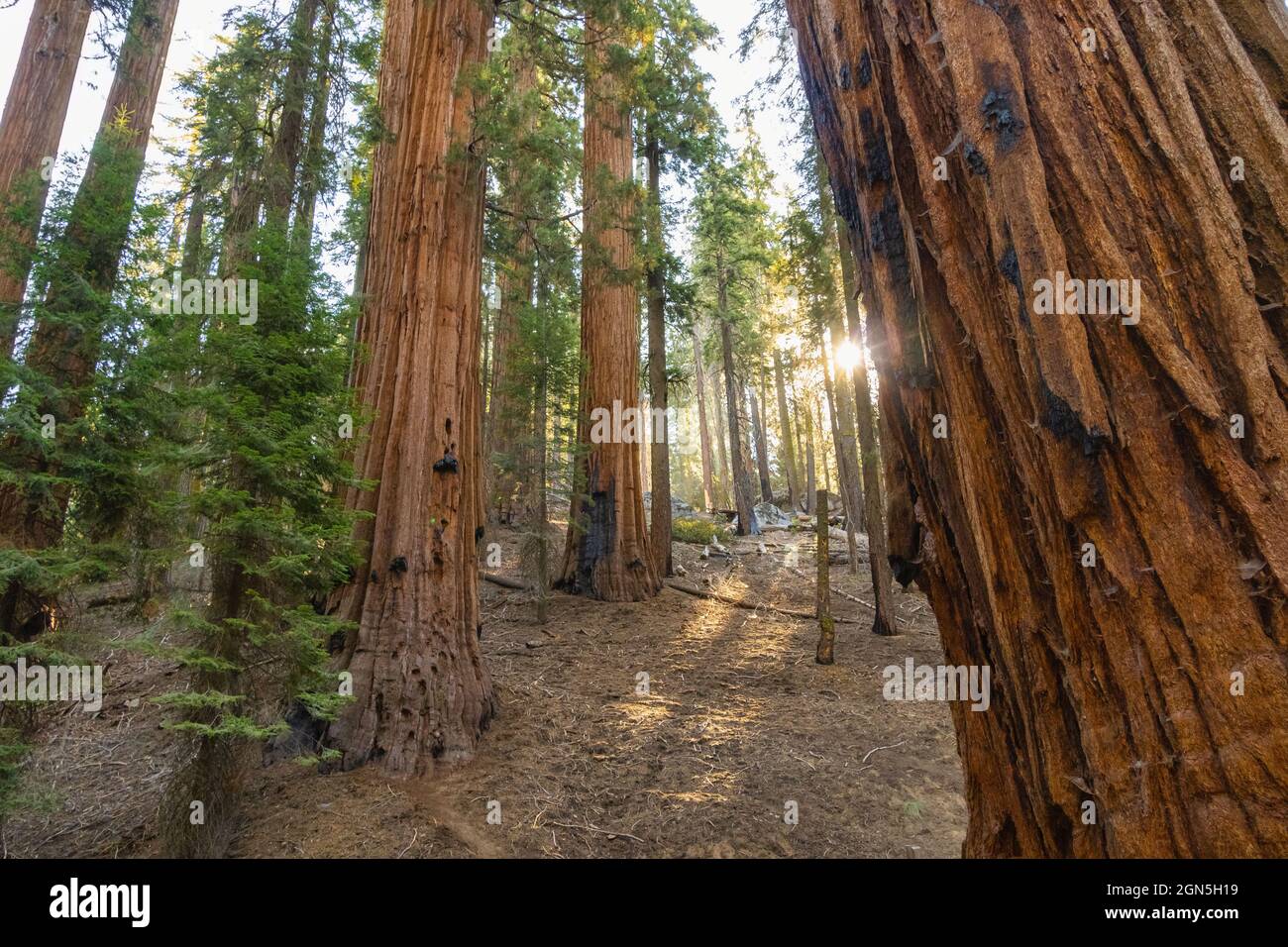 Lush Sequoia tree grove at Sequoia National Park, California, USA Stock Photo