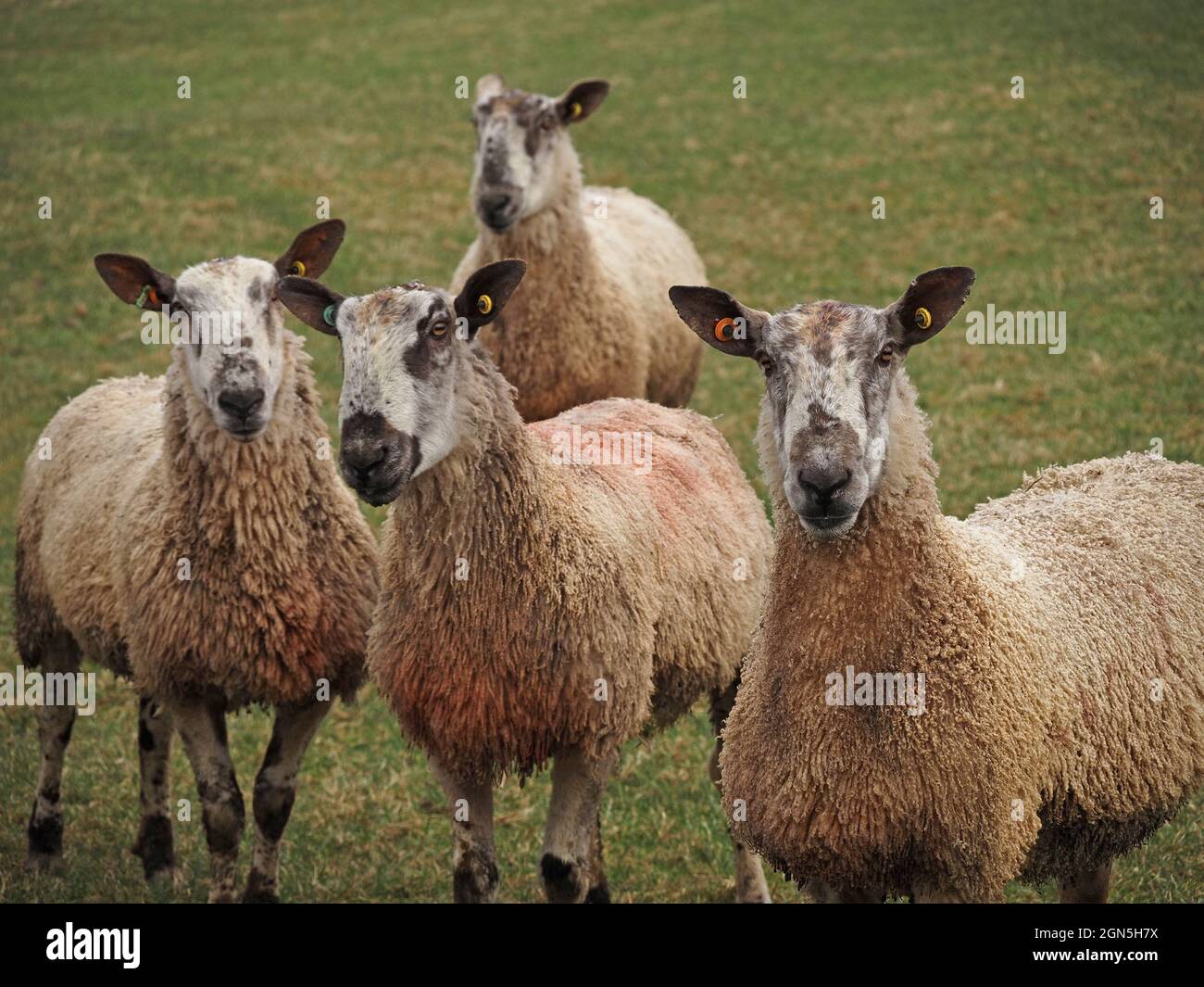 four curious tups or ram sheep crowding round camera in expectation of food in Cumbria, England, UK Stock Photo