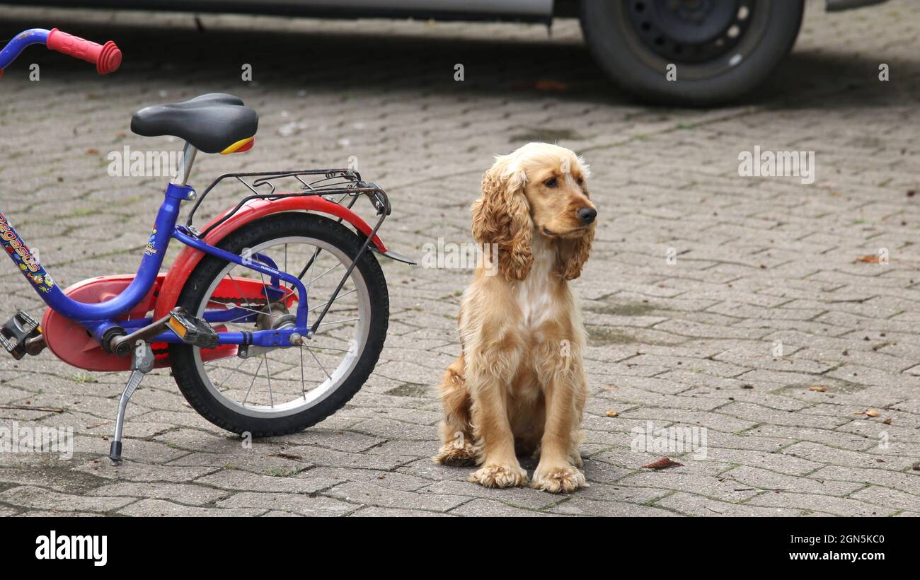 Cute English cocker spaniel guarding a bicycle outdoors Stock Photo Alamy