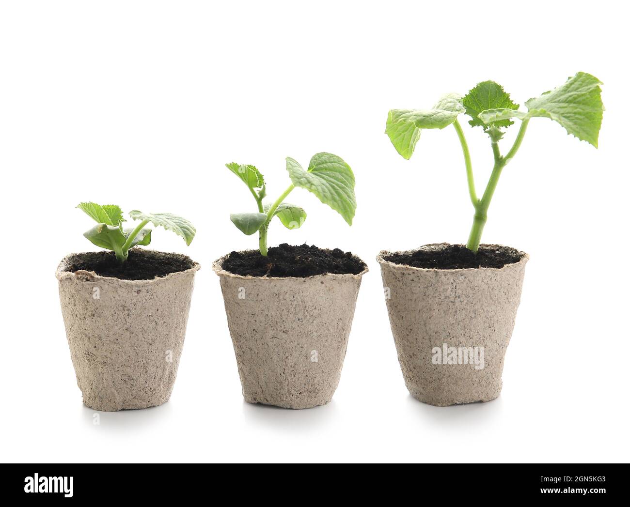 Plants seedlings in peat pots on white background Stock Photo - Alamy