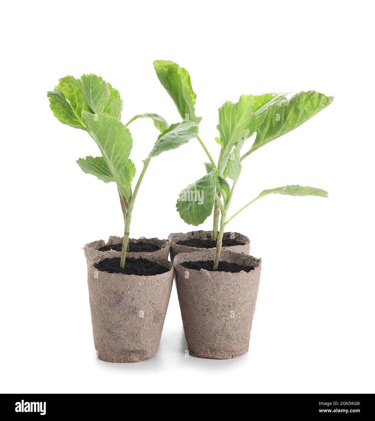 Plants seedlings in peat pots on white background Stock Photo - Alamy