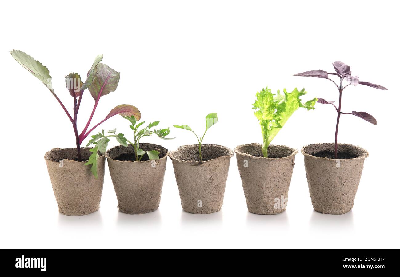 Plants seedlings in peat pots on white background Stock Photo - Alamy