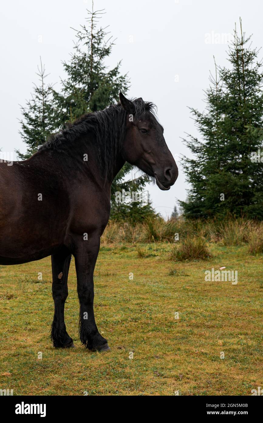 Beautiful dark brown horse in a field on a background of spruces Stock ...