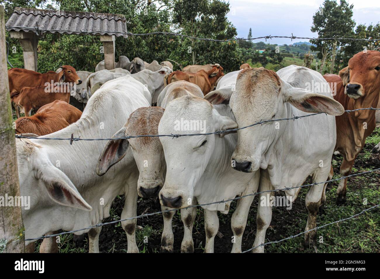 View of cows behind the barbed wire in the field Stock Photo - Alamy