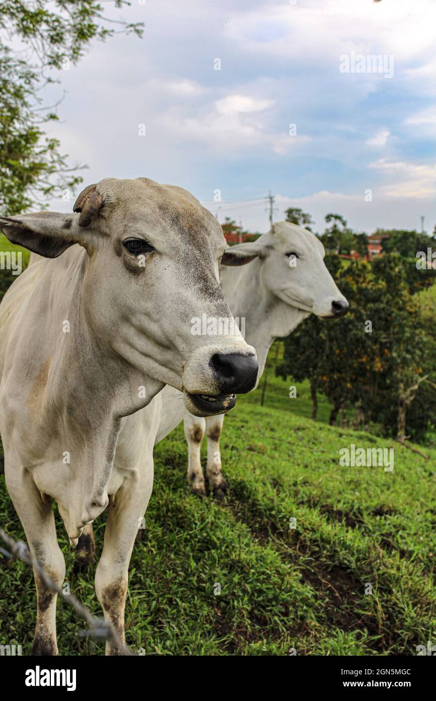 Vertical shot of cows in the field Stock Photo - Alamy