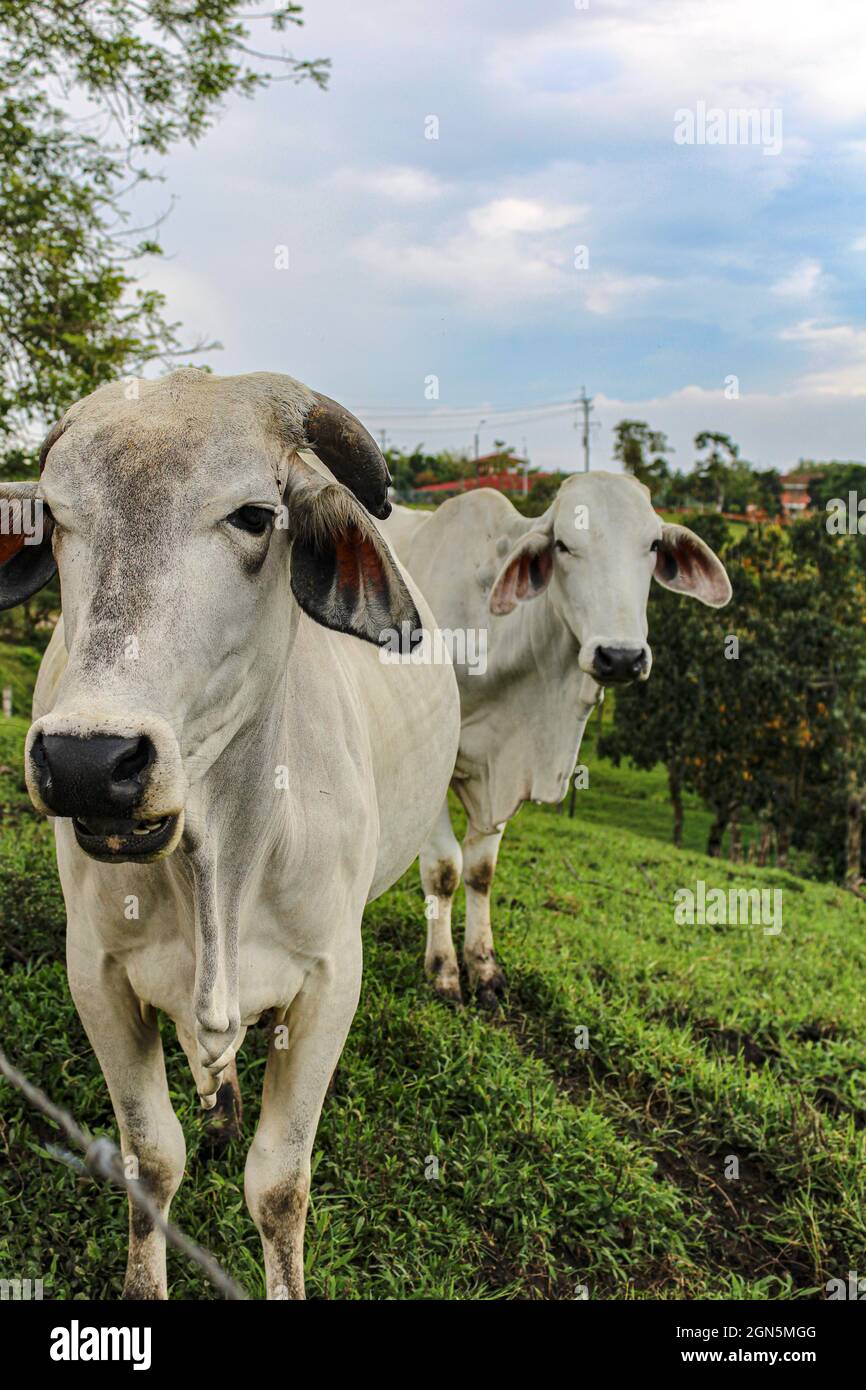 Vertical shot of cows in the field Stock Photo - Alamy