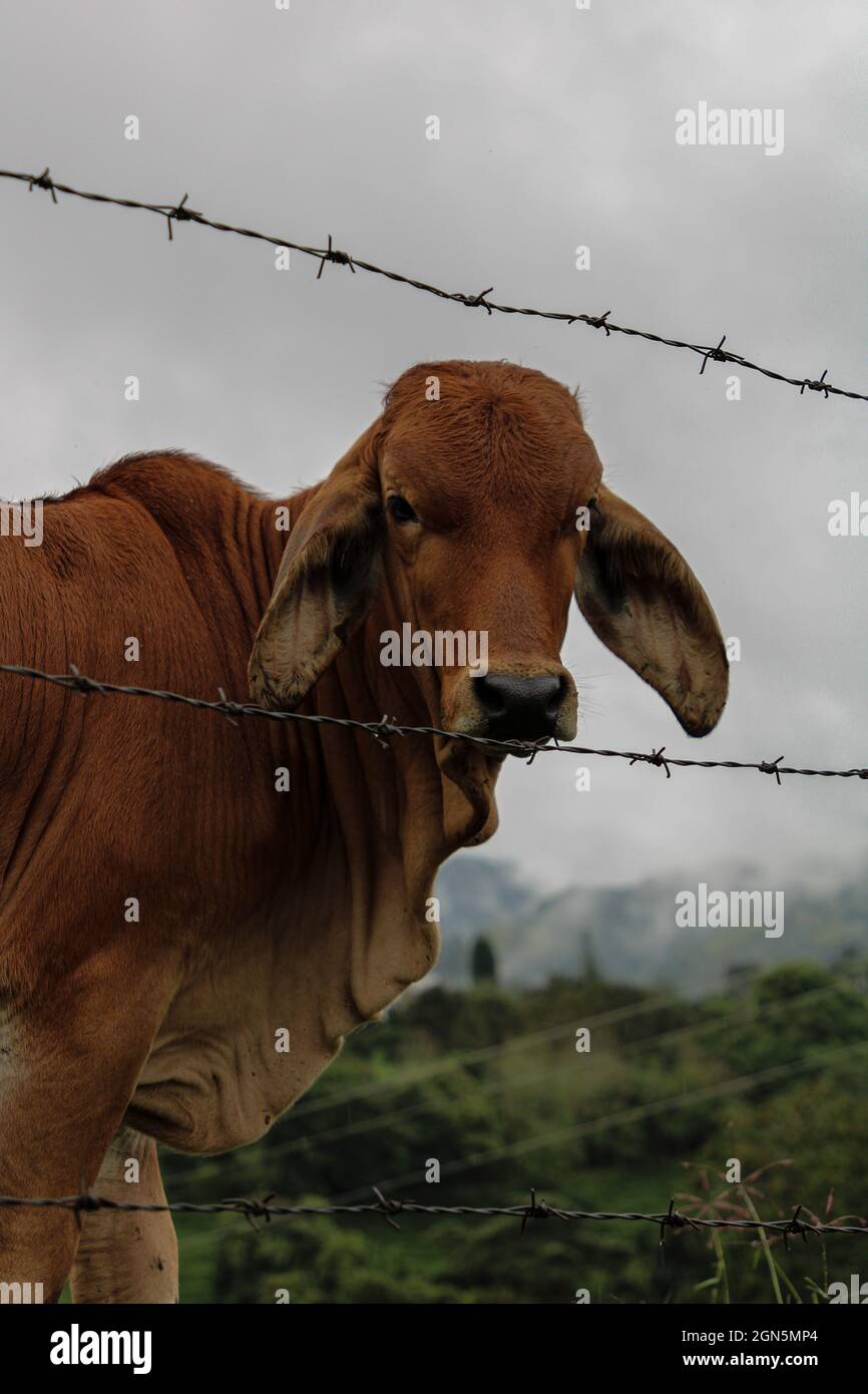 Vertical shot of a cow in the field Stock Photo - Alamy