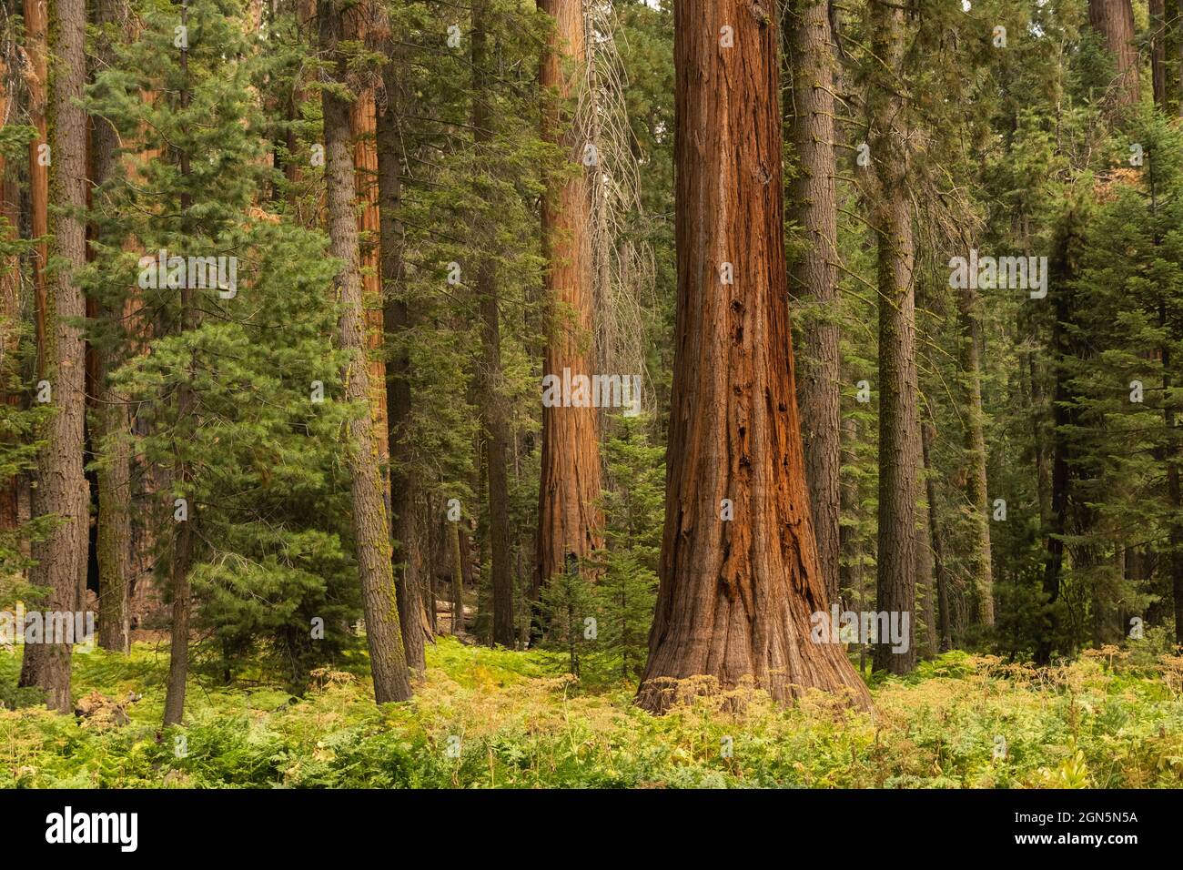 Lush Sequoia tree grove at Sequoia National Park, California, USA Stock