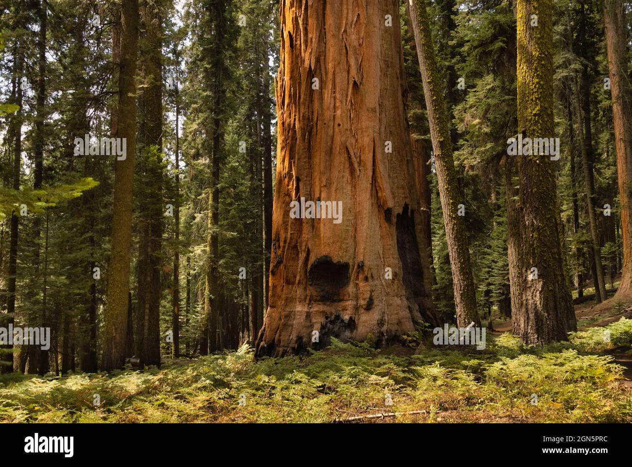 Large Sequoia tree at Sequoia National Park, California, USA Stock Photo