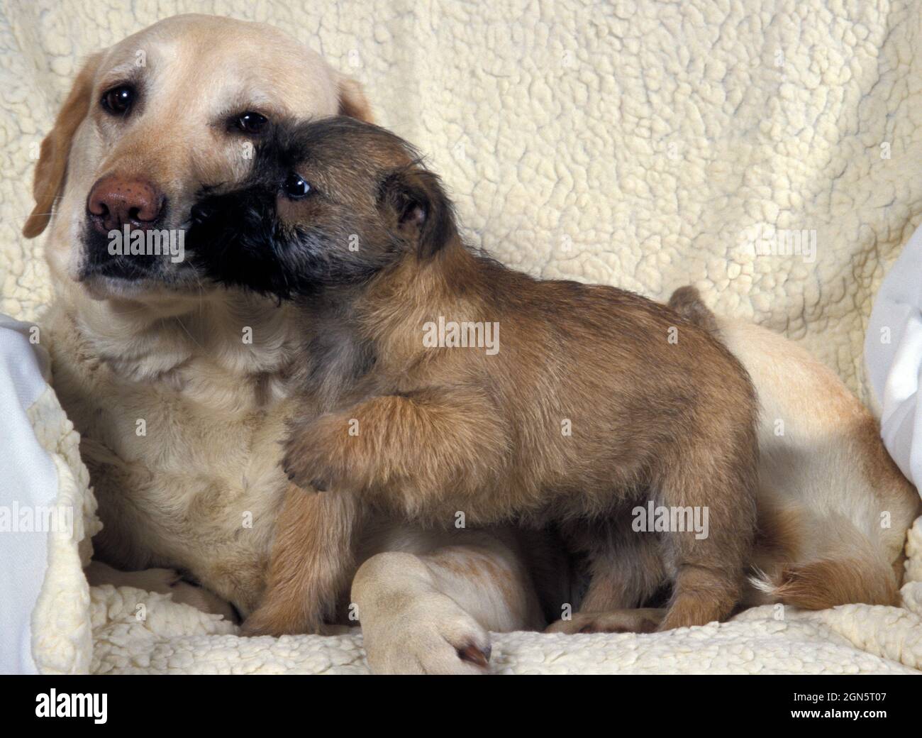Cairn terrier puppy and white labrador cuddling on sofa Stock Photo