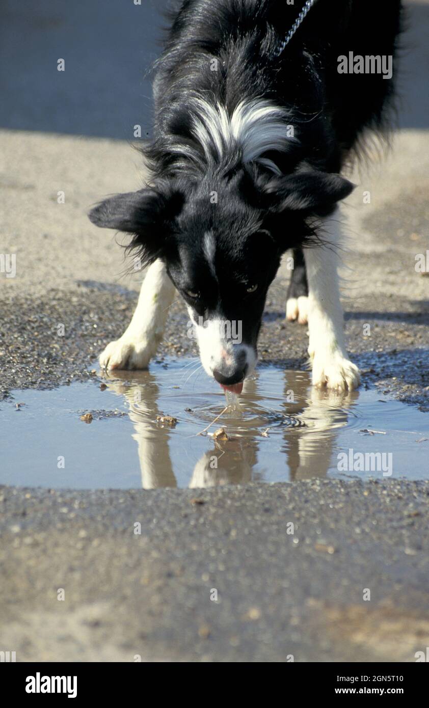 border collie drinking from puddle Stock Photo