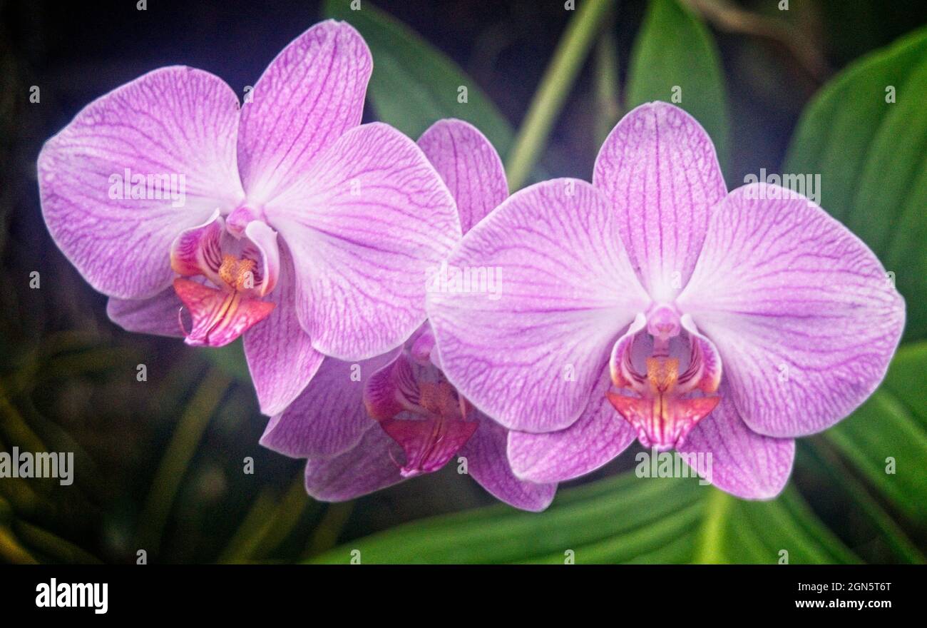 Moth orchids, Calgary Zoo Alberta Stock Photo