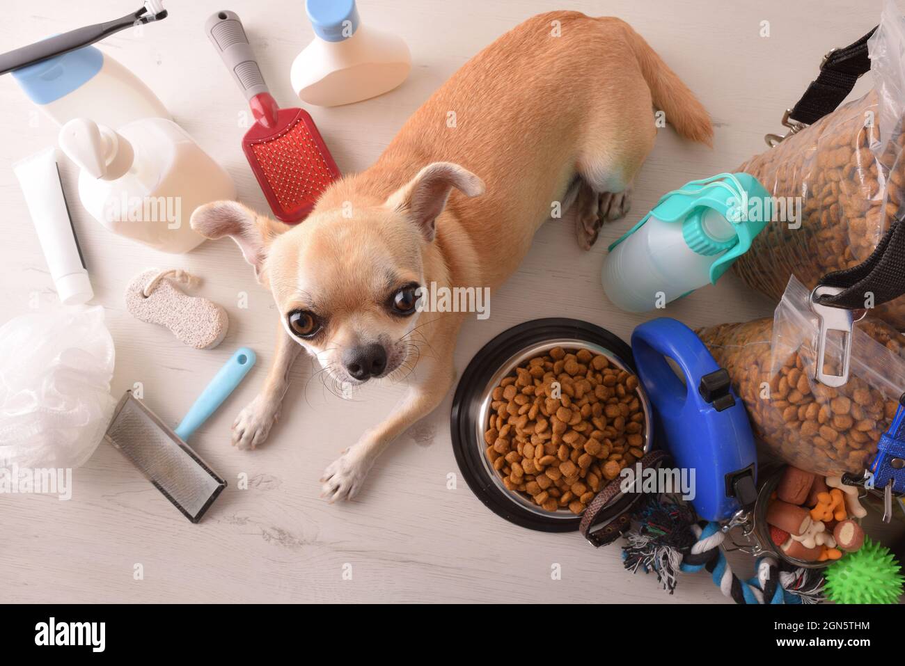 Food and accessories for walk, play and body care for the dog and chihuahua on wooden table. Elevated view. Horizontal composition. Stock Photo