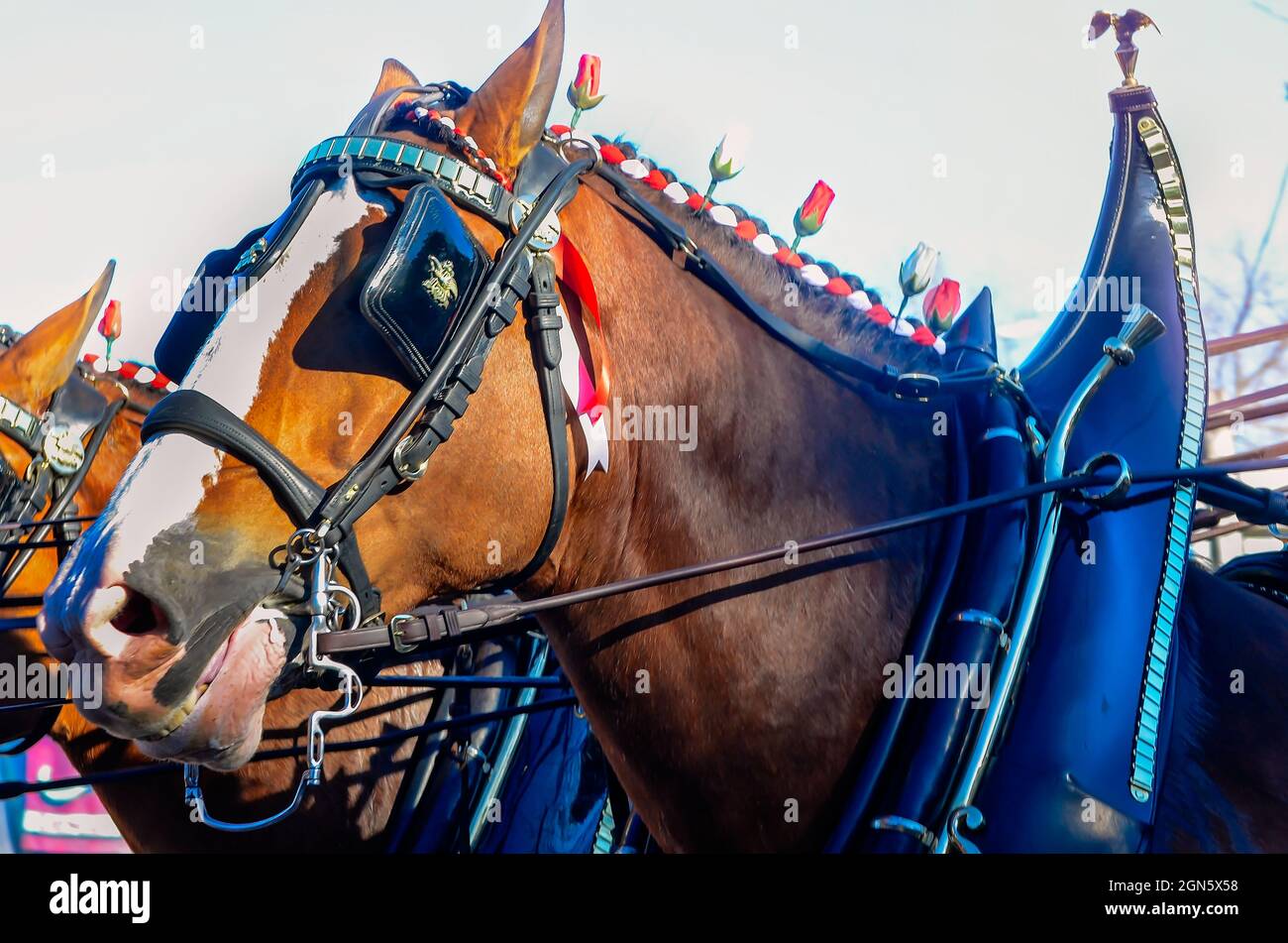 A horse with blinders appears to smile during the Joe Cain Day Mardi Gras parade, Feb. 7, 2016, in Mobile, Alabama. Stock Photo