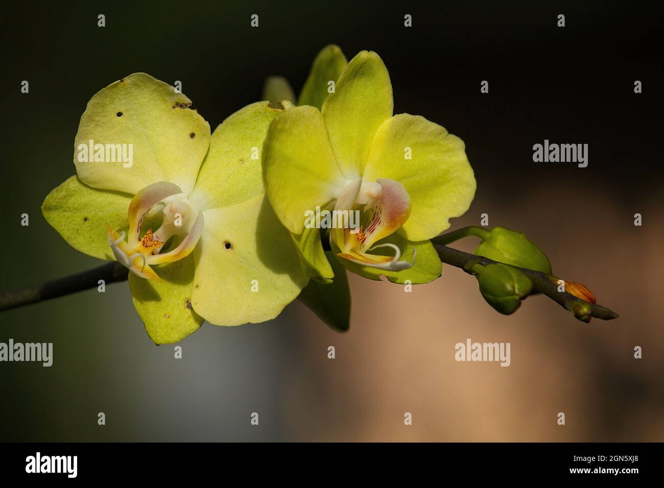 Two yellow tropical orchids Stock Photo