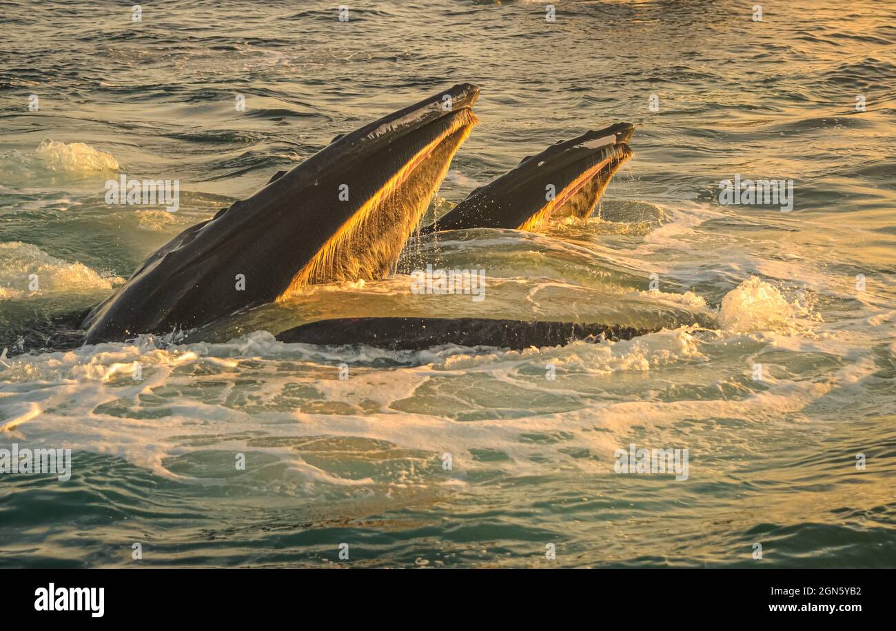 Humpback whales bubble feeding in early morning light. Great South Channel between the Nantucket Shoals and Georges Bank, North Atlantic. Stock Photo