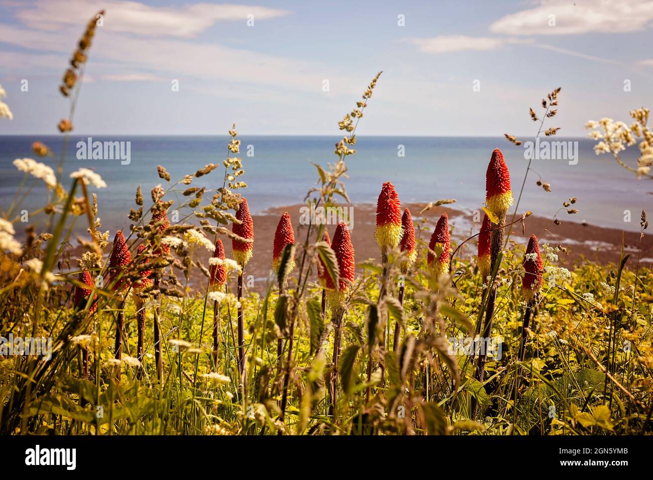 Kniphofia,red hot poker plants growing in coastal conditions in UK Stock Photo