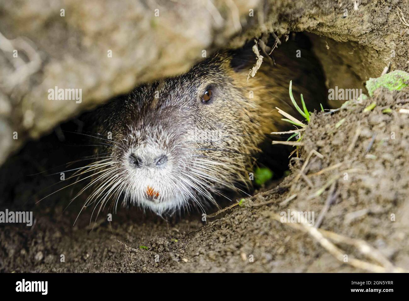 Closeup of a cute furry coypu animal hiding in a small cave underground