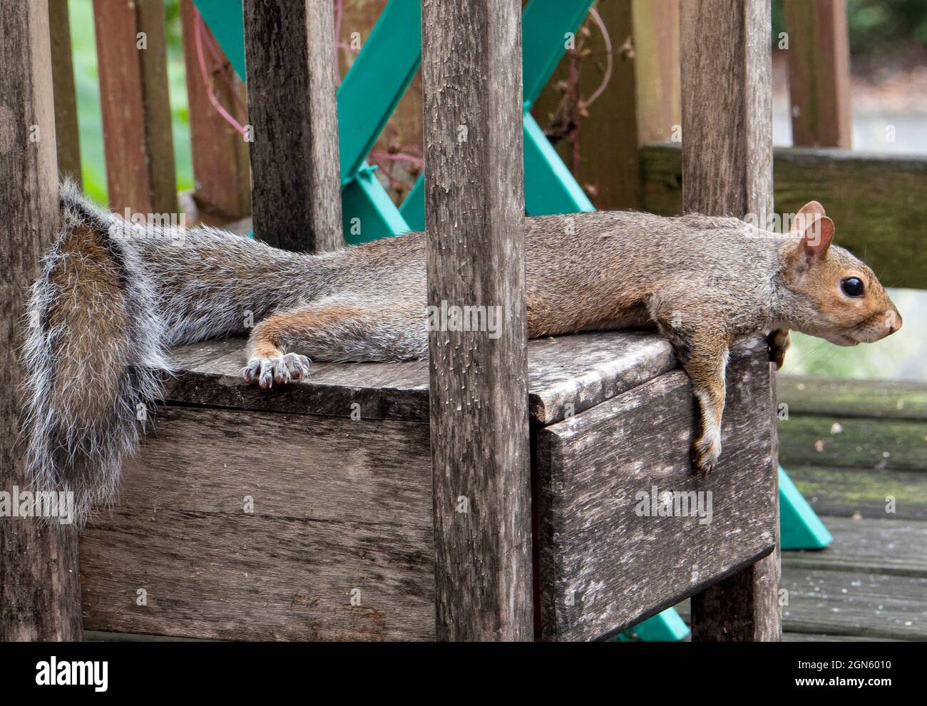 Squirrel flat out on the deck Stock Photo Alamy